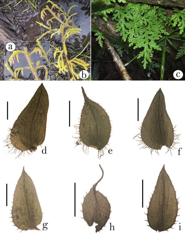 Image from article 2-2